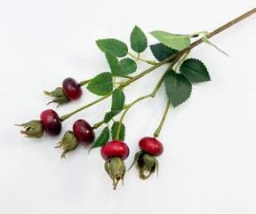 Шиповник Яблочный красный