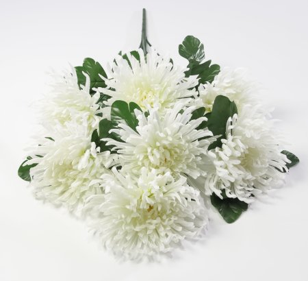 Астра "Кардинал" 7 цветков