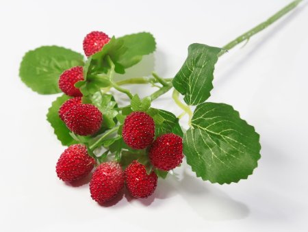 Ветка ежевики 3