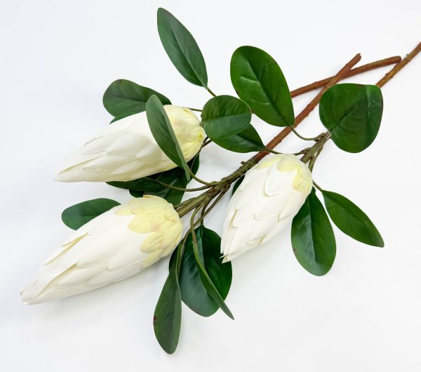 Протея "Королевская белая" 