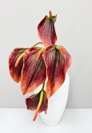 Антуриум темно-оранжевый