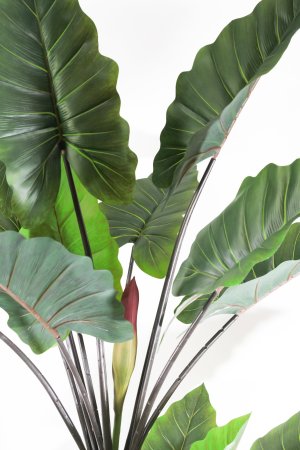 Куст Алоказии 190 см