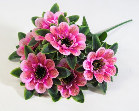 Букет георгина  "Баронесса" 6 веток  6 цветков