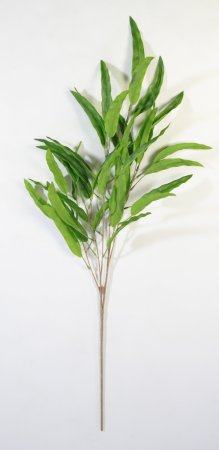 картинка Рускус Садовый от магазина KALINA