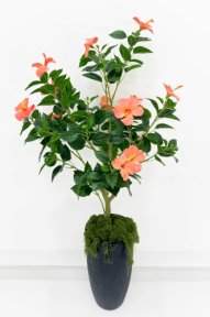 Куст гибискуса персик БЕЗ КАШПО