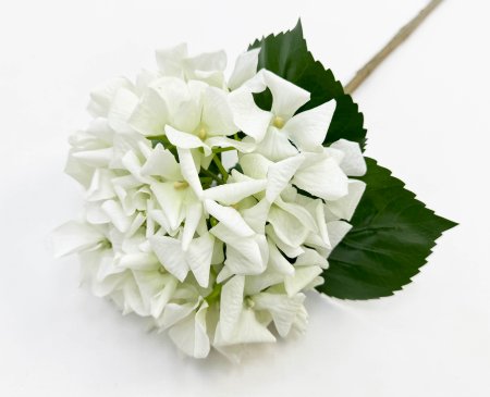 Гортензия «Молочный сорбет» 