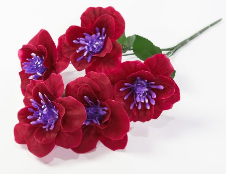 Нарцисс "Джувел" 5 цветков