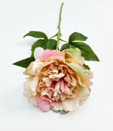 Пион "Облако нежности" светло-персиковый