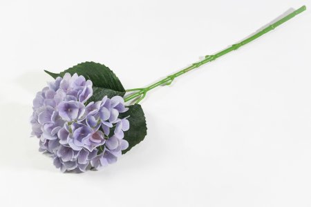 Гортензия Бомбшел нежно-сиреневая