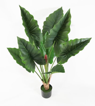 Куст Алоказии 130 см