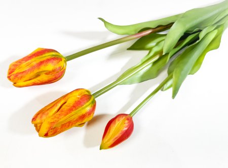Тюльпан "Пепл Принц" оранжевый (2+1)