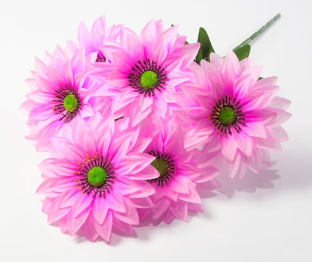 Георгин с зеленой тычинкой 6 цветков