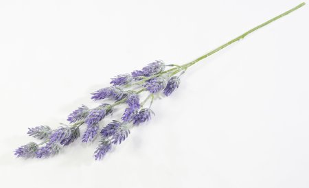 Хмель разноцветный