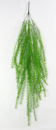 картинка Аспарагус от магазина KALINA