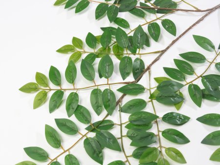 картинка Лист акации от магазина KALINA