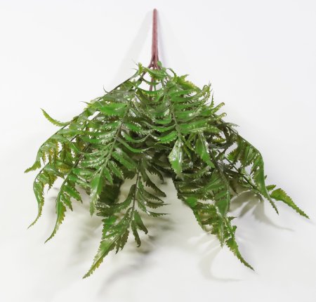 картинка Ветка оноклеи от магазина KALINA