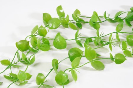 картинка Дисхидия ампельная от магазина KALINA