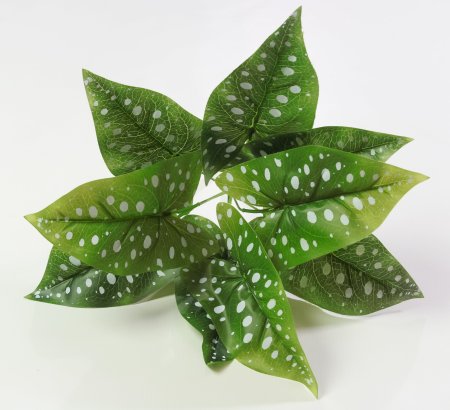 картинка Бегония Макулата от магазина KALINA