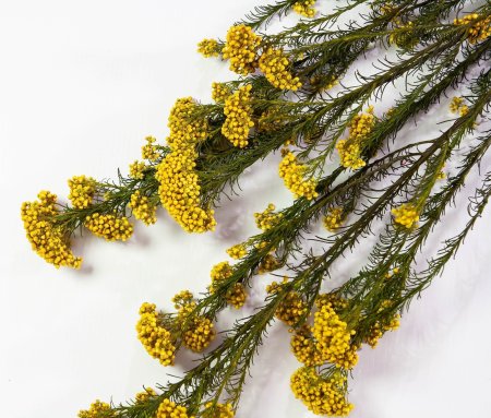 Озотамнус 2