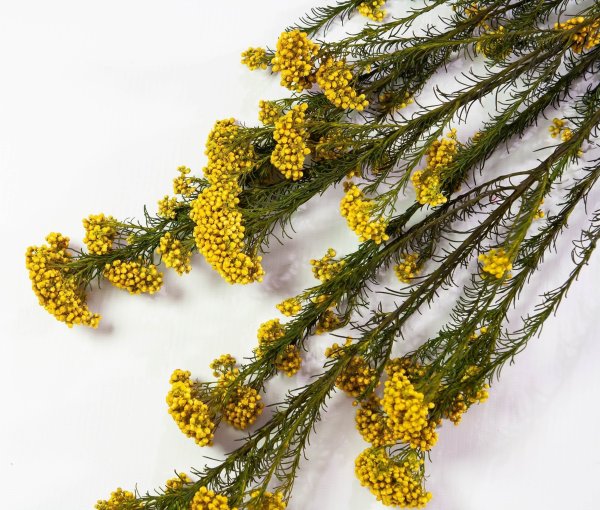 Озотамнус  2