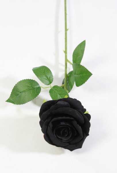 Роза "Полночь"