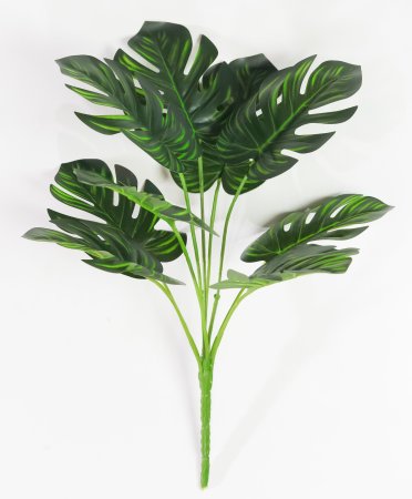 картинка Монстера с желтой жилкой от магазина KALINA