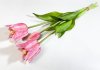 Тюльпан "Саппоро" (2+1) розовый