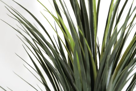 Драцена Маргината (БЕЗ КАШПО)