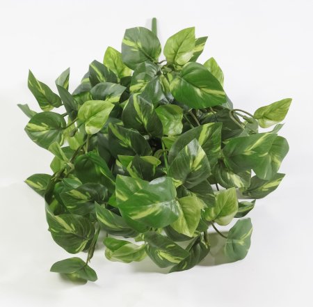 картинка Эпипремнум 14 веток от магазина KALINA