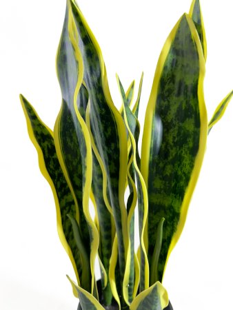 Сансевиерия со светло-желтой каймой в кашпо 48 см