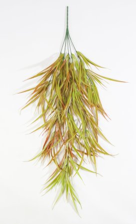 картинка Ампельная зелень "Актара осень" от магазина KALINA