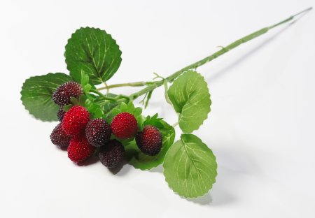 Ветка ежевики