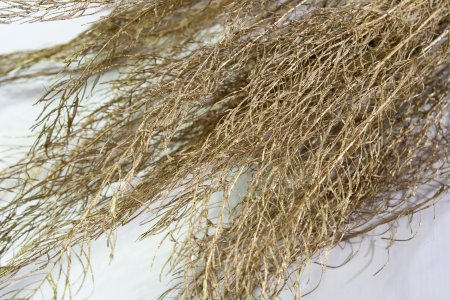 Аспарагус натуральный