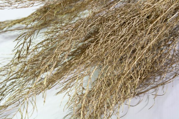 Аспарагус натуральный