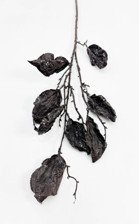 Ветка с крупными пожухлыми листами