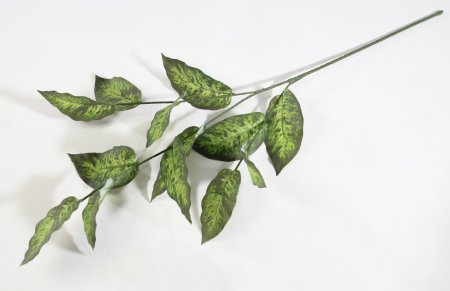 картинка Ветка Диффенбахия от магазина KALINA