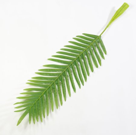 картинка Лист финиковой пальмы от магазина KALINA