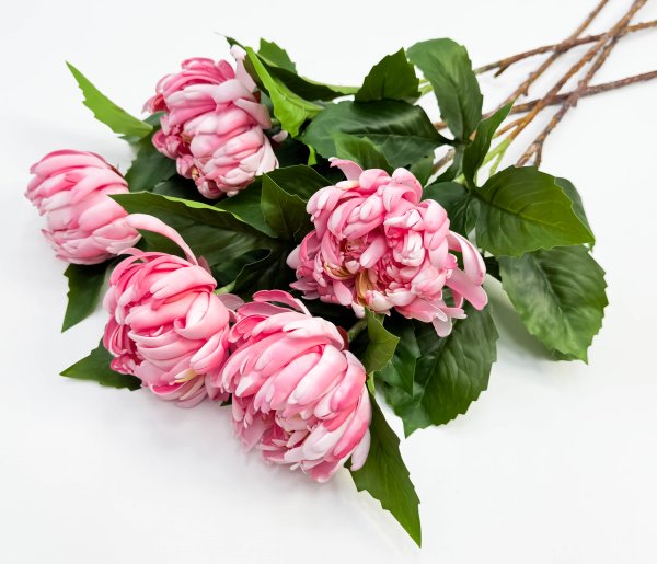 Хризантема светло-розовая