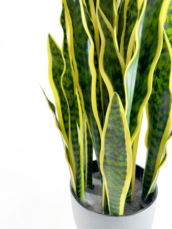 Сансевиерия со светло-желтой каймой в кашпо 80 см