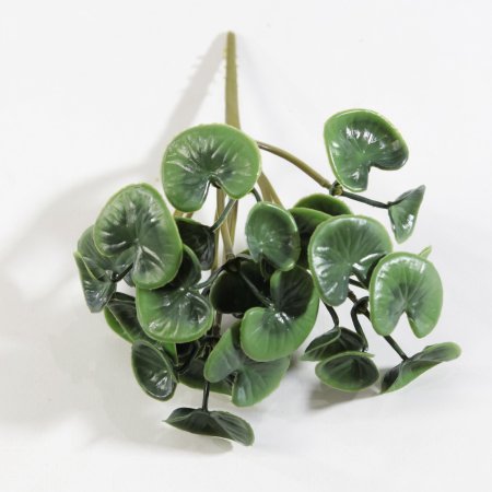 картинка Пеперомия от магазина KALINA