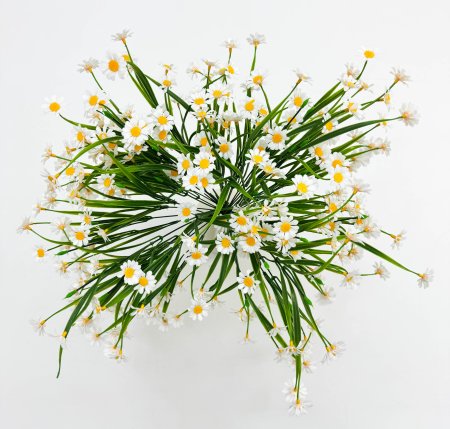 Ромашка "Опера малая" 66 цветков