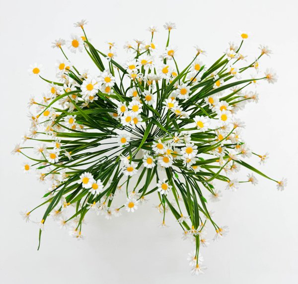 Ромашка "Опера малая" 66 цветков