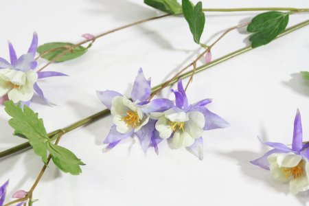 Аквилегия голубая