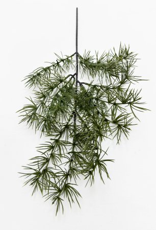 картинка Бонсай лиственница ветка темная от магазина KALINA