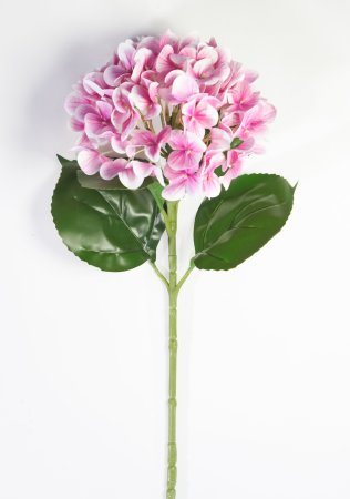 Гортензия розовая