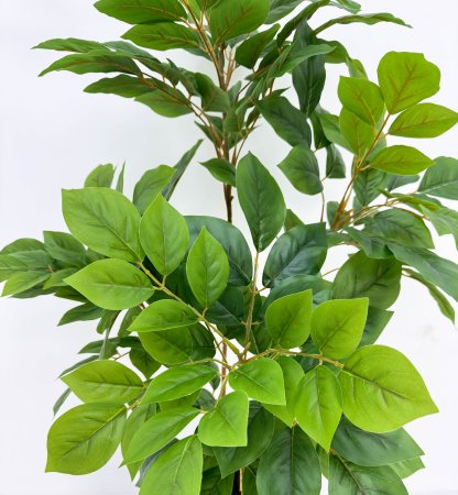 Лимонник 4 кроны 135 см БЕЗ КАШПО!!!