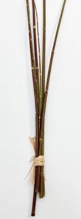 картинка Хвощ зимующий коричневый от магазина KALINA