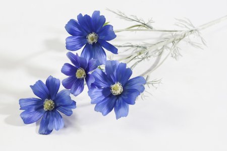 Ветка космеи синяя
