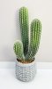 Кактус 58 см