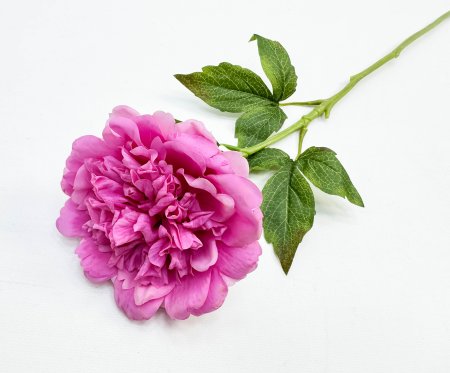 Пион "Облако нежности" розовый